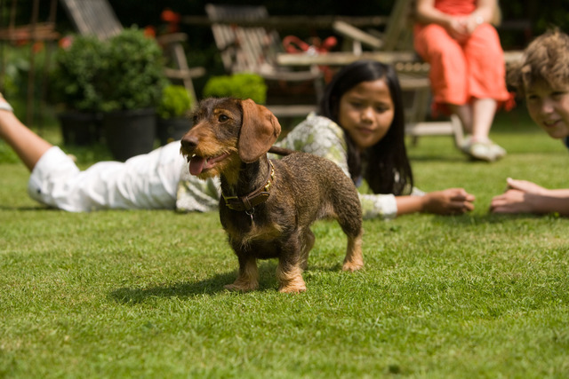 Diverse foto's - Foto16 - Teckelkennel v.d. Heggerank