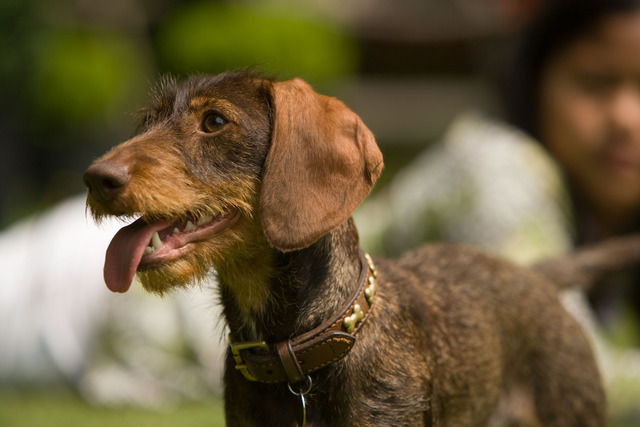 Diverse foto's - Foto18 - Teckelkennel v.d. Heggerank