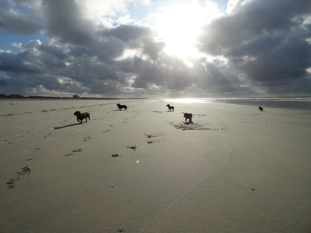 Diverse foto's - Foto22 - Teckelkennel v.d. Heggerank