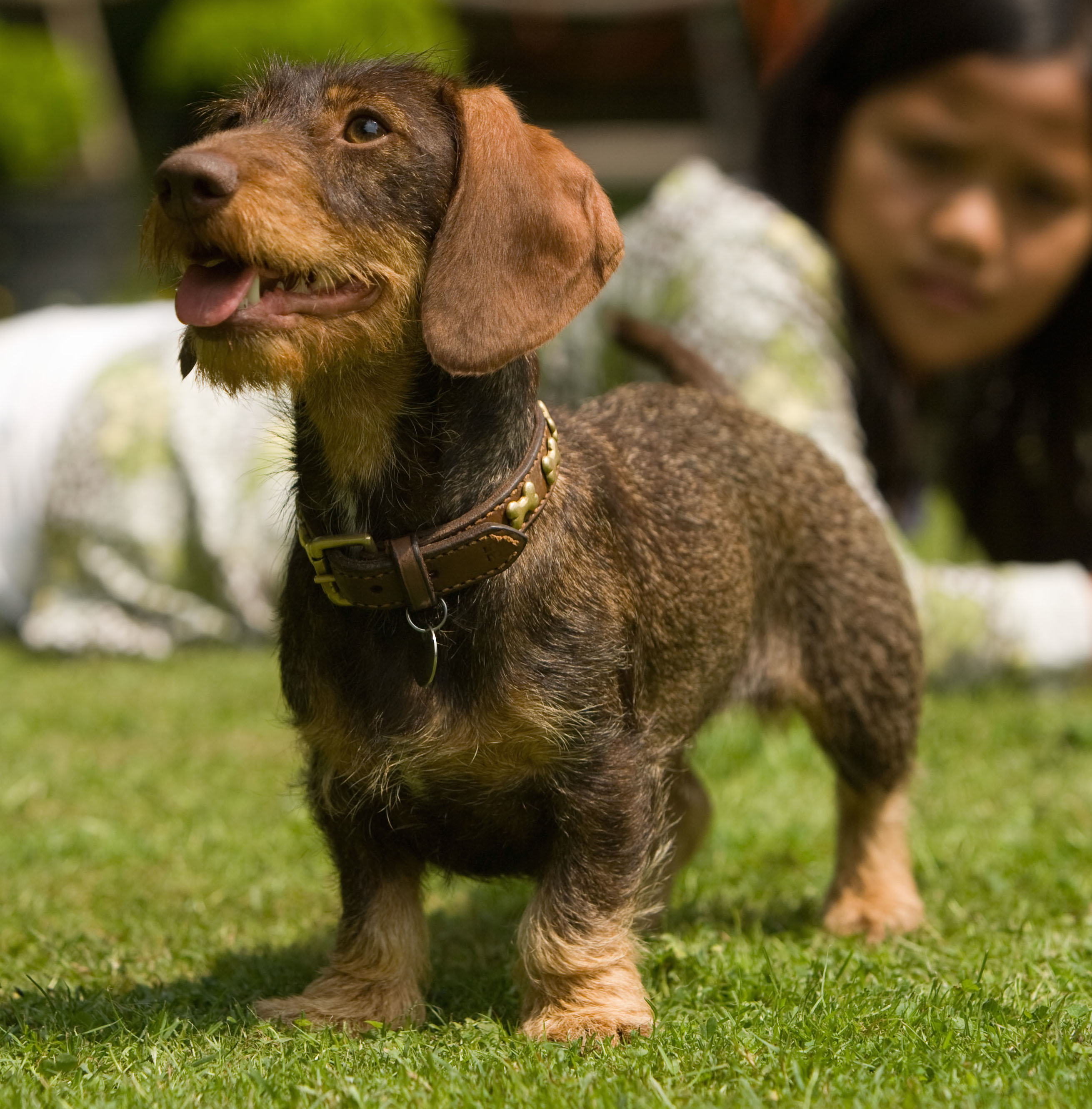 Diverse foto's - Foto15 - Teckelkennel v.d. Heggerank