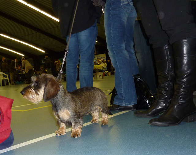 Pleuntje - Foto6 - Teckelkennel v.d. Heggerank